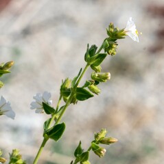 Mirabilis