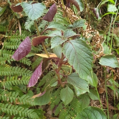 Plectranthus