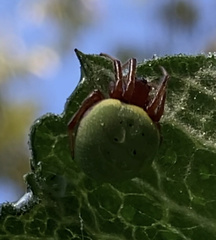 Araneus apricus