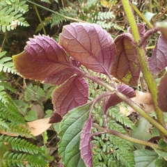 Plectranthus