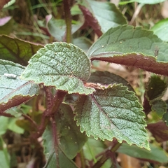 Plectranthus