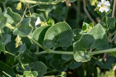 Mirabilis