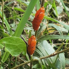 Delias harpalyce