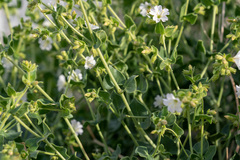 Mirabilis