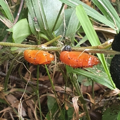 Delias harpalyce