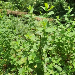 Hypericum tetrapterum
