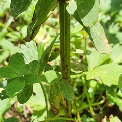 Hypericum tetrapterum