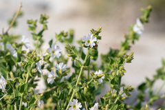 Mirabilis