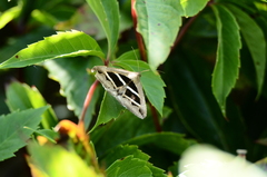 Grammodes bifasciata