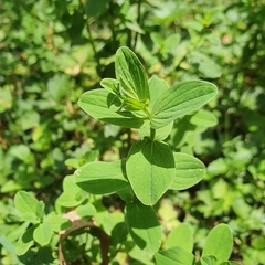 Hypericum tetrapterum