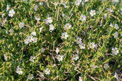 Mirabilis