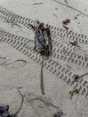Laminaria setchellii