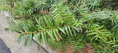 Taxaceae