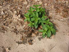 Saponaria officinalis
