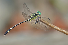 Austrogomphus amphiclitus