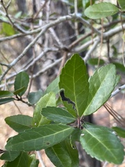 Phytomyza vomitoriae