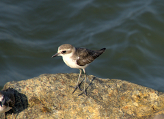 Charadrius mongolus