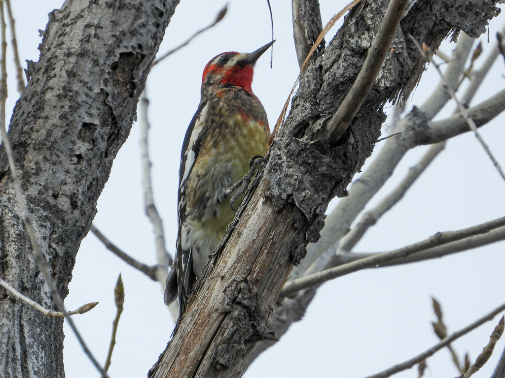 Red-breasted Sapsucker (ruber)