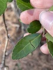 Phytomyza vomitoriae