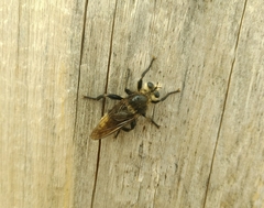 Laphria gibbosa
