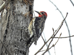 Sphyrapicus varius × ruber