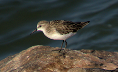 Calidris minuta