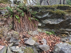Polystichum imbricans imbricans