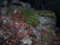 Polystichum imbricans imbricans