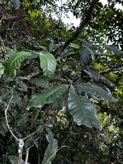 Melicope semecarpifolia