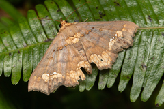 Lopharthrum comprimens