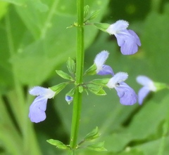 Salvia languidula
