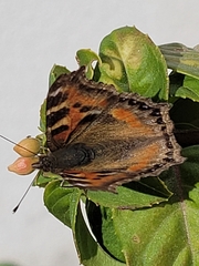 Aglais caschmirensis