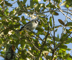 Setophaga coronata coronata