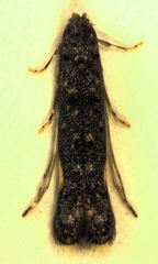 Microcolona