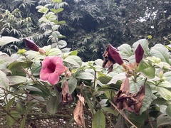 Allamanda blanchetii