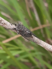 Atrapsalta furcilla