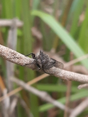 Atrapsalta furcilla