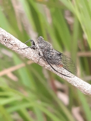 Atrapsalta furcilla