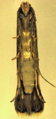 Microcolona