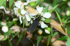 Pseudolycus haemorrhoidalis