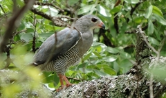 Kaupifalco monogrammicus
