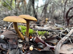 Cortinarius croceus