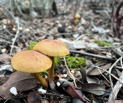 Cortinarius croceus