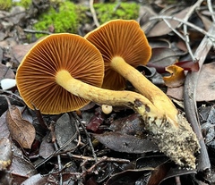 Cortinarius croceus