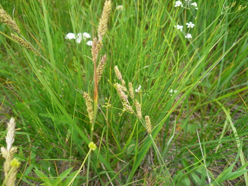 Image of Carex hartmaniorum by no rights reserved