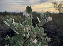 Arctostaphylos silvicola