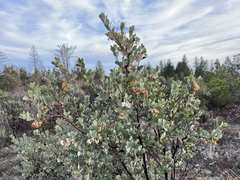 Arctostaphylos silvicola