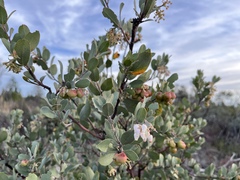 Arctostaphylos silvicola