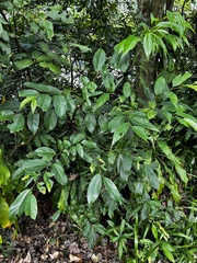 Celtis tetrandra