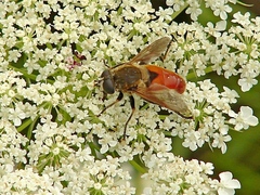 Polydontomyia curvipes